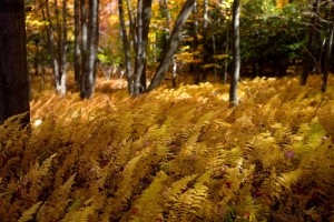 Nature21