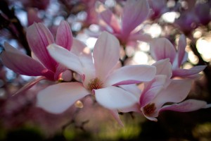 Nature23