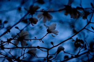 Nature25