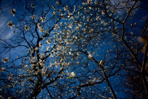 Nature27