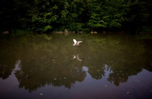 Nature28