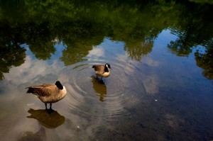 Nature32