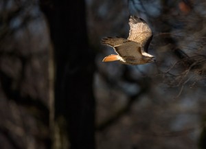 Nature36